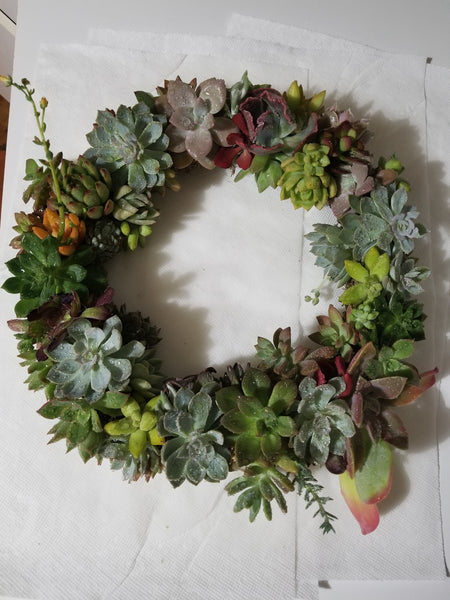 Succulent wreath 1