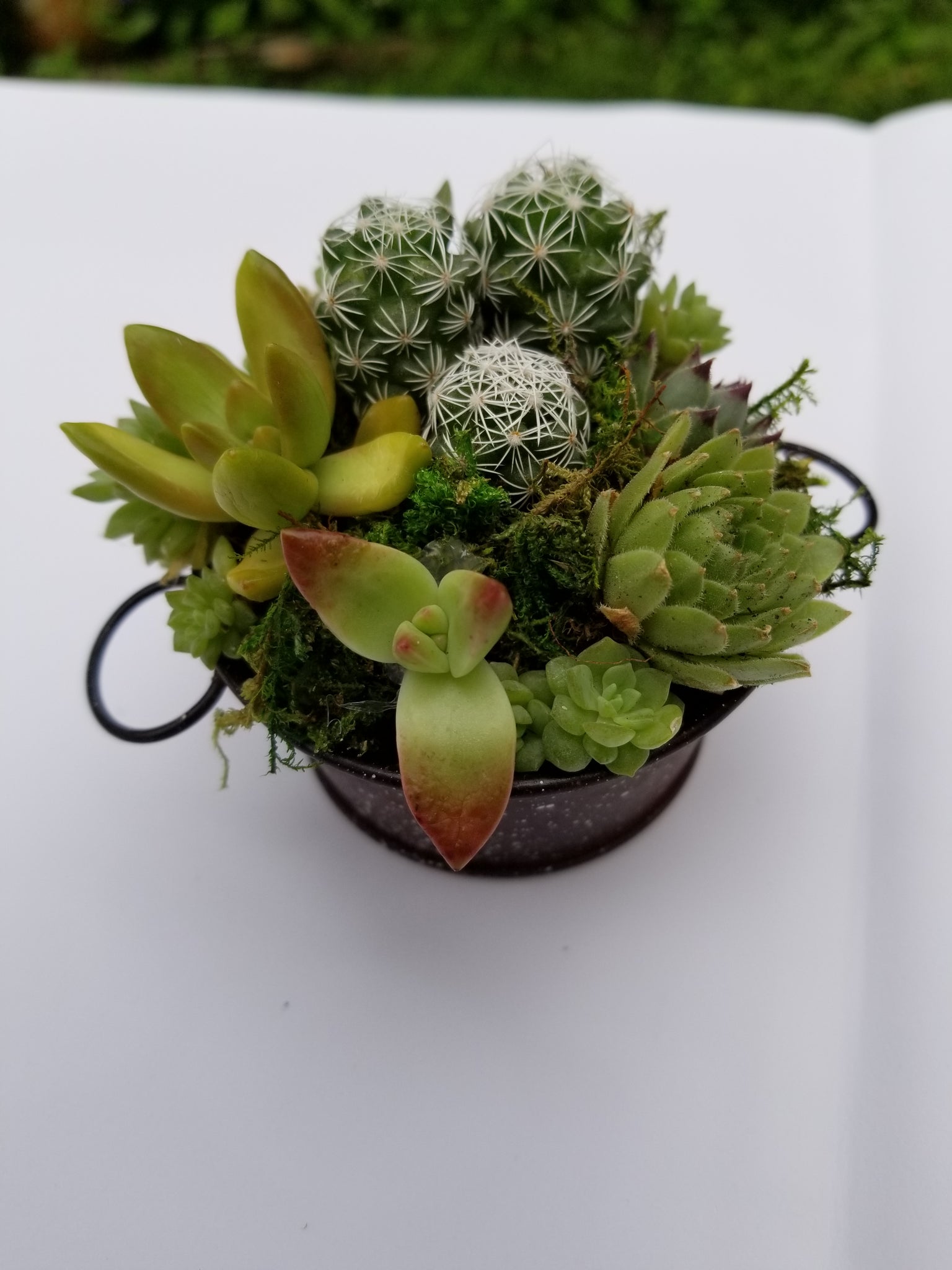 Mini container succulents 1