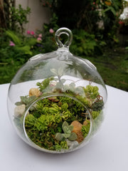 Glass terrarium 1