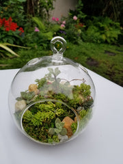 Glass terrarium 1