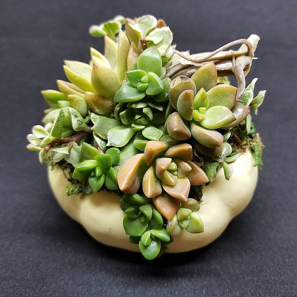 Succulent pumpkin